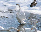 弁天湖の白鳥