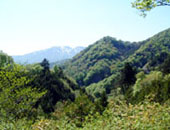 鍋倉山のブナ原生林